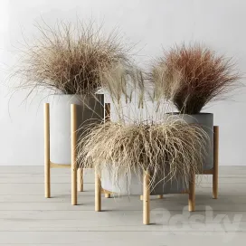 Sedge in concrete pots